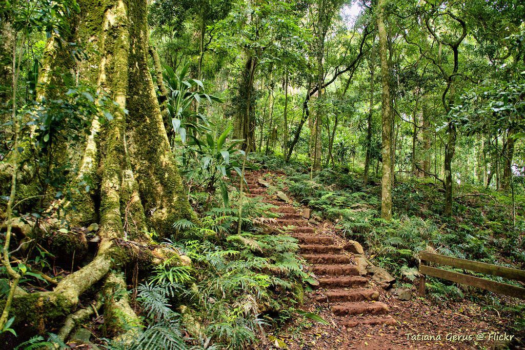 Bunya Mountains National Park