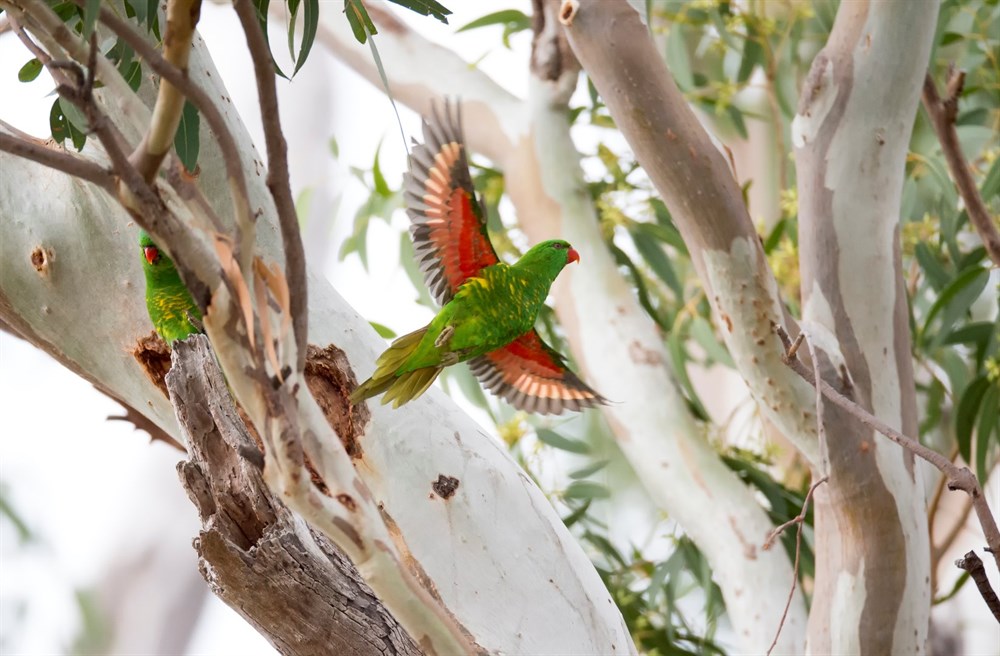 Things to do in Dalby, Dalby Lake Broadwater Conservation Park